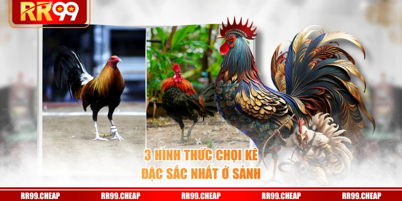 3 hình thức chọi kê đặc sắc nhất ở sảnh
