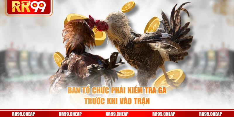 Ban tổ chức phải kiểm tra gà trước khi vào trận
