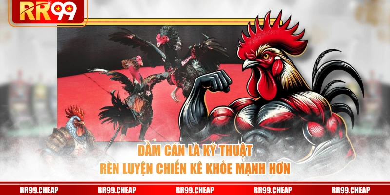Dầm cán là kỹ thuật rèn luyện chiến kê khỏe mạnh hơn